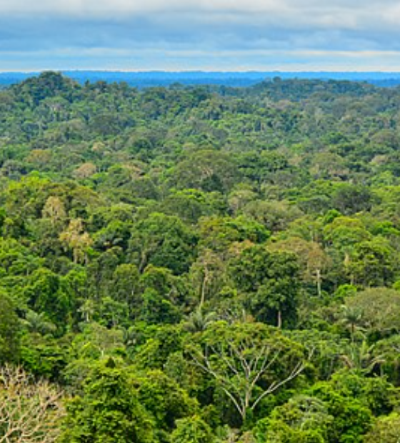 Cúpula da Amazônia