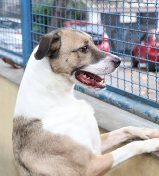 Escócia vai exigir termo de compromisso para adoção de cães 