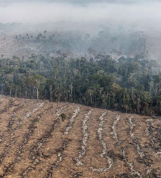 Governo Federal não cumpriu todas as determinações em plano sobre desmatamento na Amazônia, segundo STF