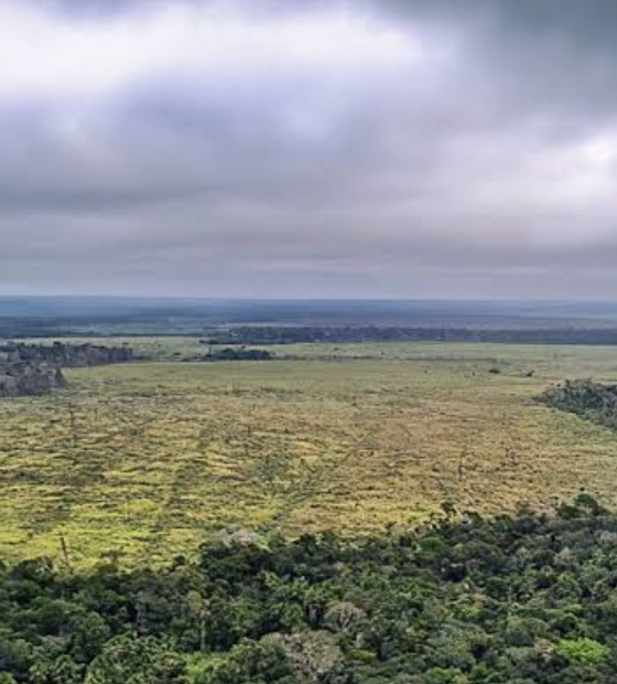 Apenas 5 por cento dos casos de desmatamento na Amazônia geram indenizações 