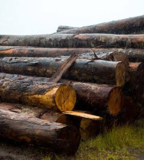 Ibama aplica multas milionárias contra madeira ilegal na Amazônia 