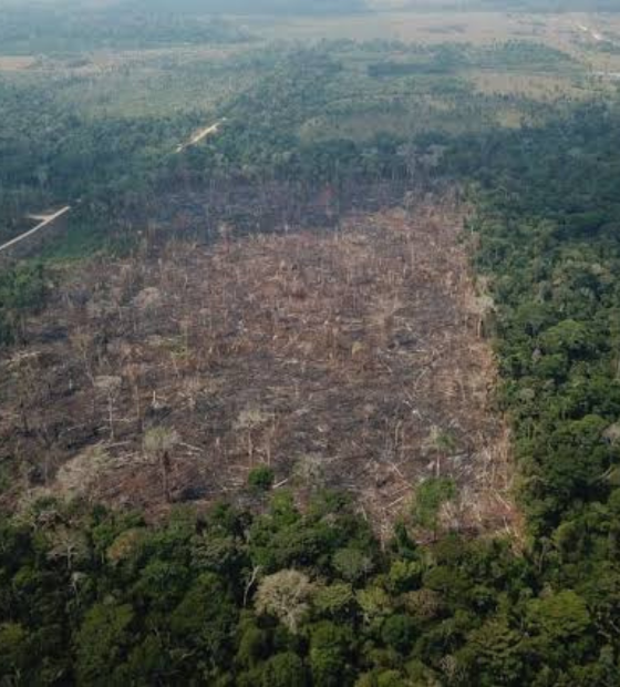 Pará está entre os estados que mais desmataram a Amazônia em janeiro, afirma estudo.