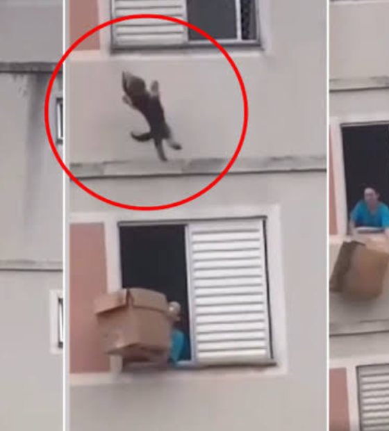 Feitos um para o outro: na mesma semana que mulher salva cão de queda, morre Hurricane, cachorro que salvou Obama.