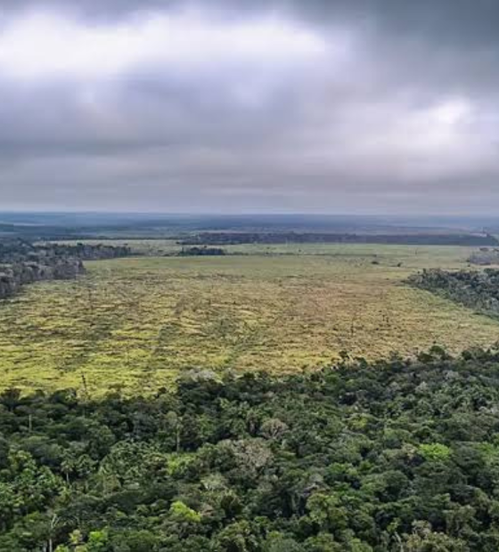 Amazônia tem uma área do tamanho da Espanha de florestas sem destinação