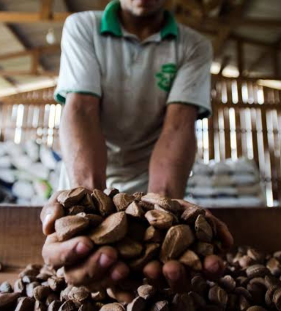 Seca histórica faz castanha do Pará sumir da Amazônia 