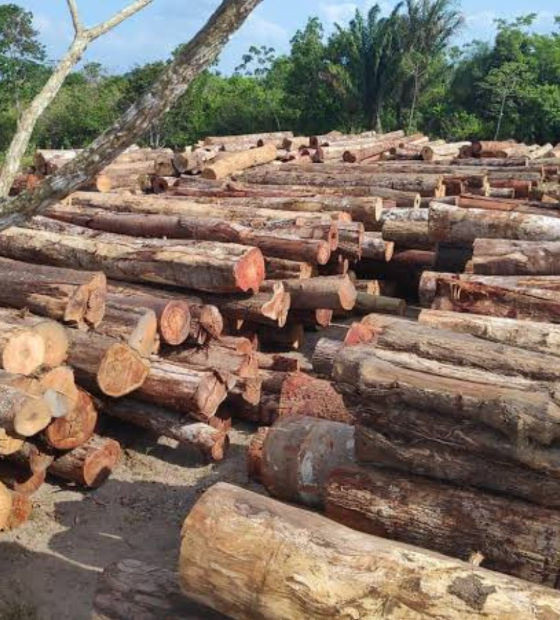 Estudo revela como autorizações oficiais são usadas para venda ilegal de madeira extraída na Amazônia 