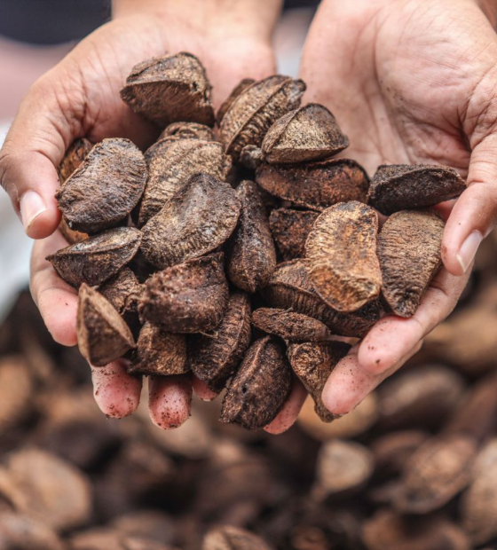 Castanha do Pará vai virar  da Amazônia? Entenda a nova lei que muda o nome da castanha.