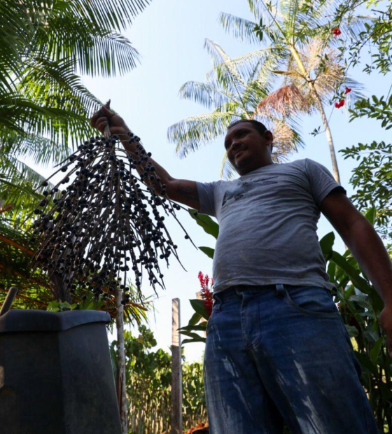 Plano Estadual de Bioeconomia: Pará é destaque no desenvolvimento sustentável.