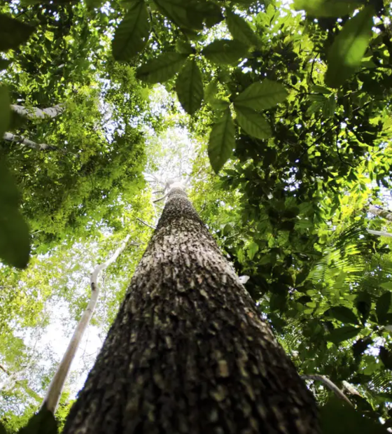 Projeto de lei propõe vedar a exploração de petróleo e gás na Amazônia