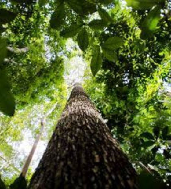 Estudo revela como Amazônia sobrevive às mudanças climáticas extremas