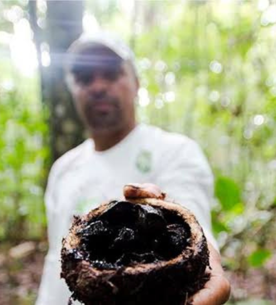 Edital abre oportunidade para projetos que protejam a floresta Amazônica