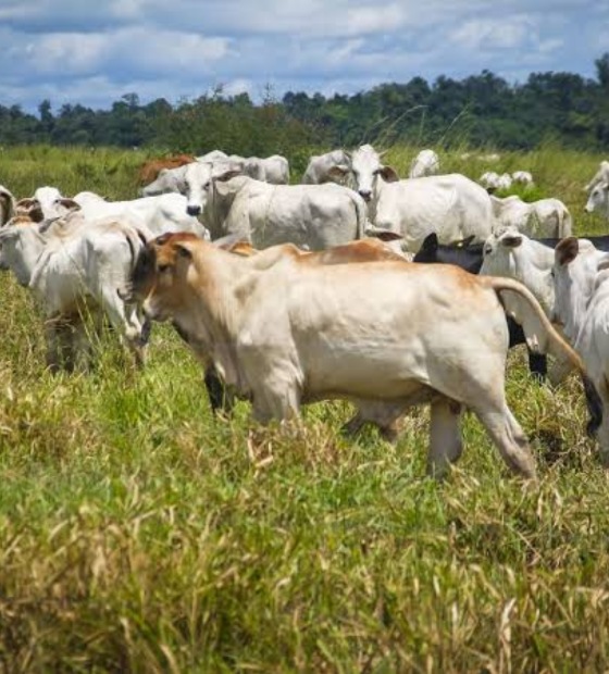 Pará recebe reconhecimento internacional como zona livre de febre aftosa sem vacinação