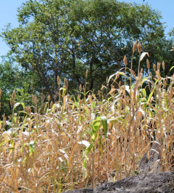 ONU alerta: El Niño pode deixar cerca de 50 milhões de pessoas em fome aguda até o fim de 2027