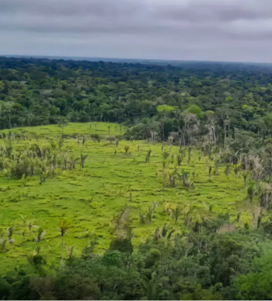 Imazon aponta desmatamento zero em 60% de terras indígenas na Amazônia