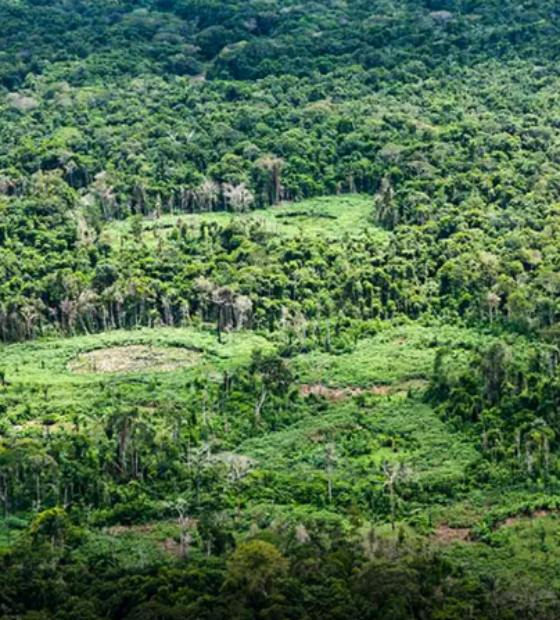 Dia da Amazônia: Especialistas defendem protagonismo indígena na restauração de terras