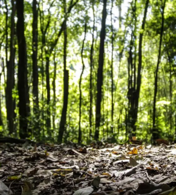 Produção florestal no país alcança recorde de R$ 47,9 bilhões em 2025