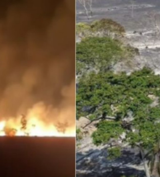 Em OESTADONET: Incêndio atinge região do Aninduba, próximo ao Arapixuna, em Santarém, e destrói fazenda em Alenquer