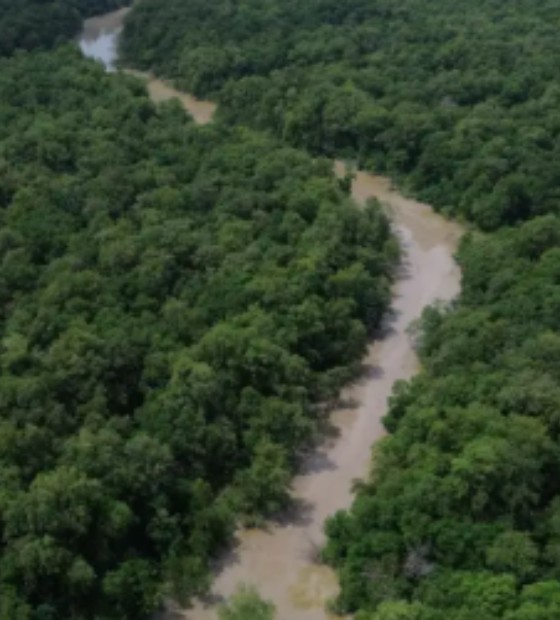 Desmatamento cai 41,8% na Amazônia e 23,8% no Cerrado em um ano